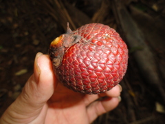 Mauritia