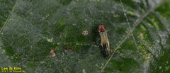 Agrilus chujoi