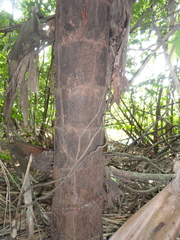 Mauritia