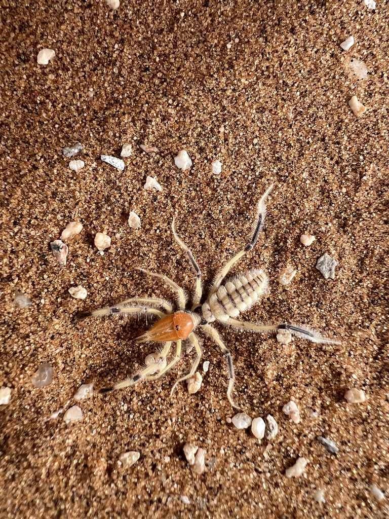 Metasolpuga picta