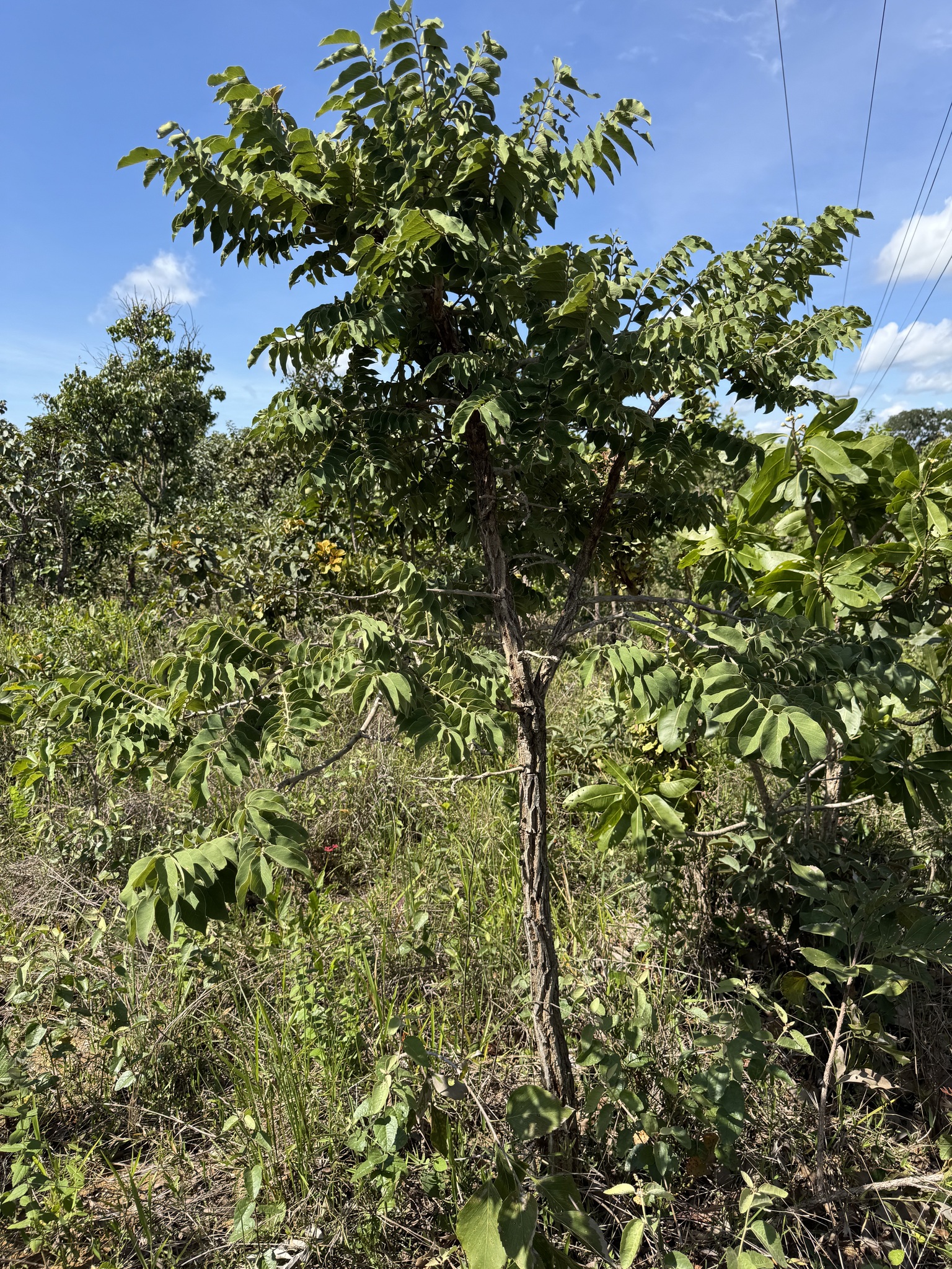 Machaerium opacum