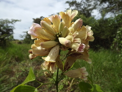 Bignonieae