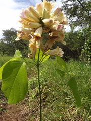 Bignonieae
