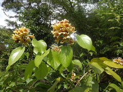 Bignonieae
