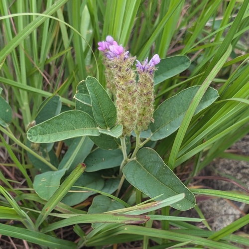 Uraria lagopodioides iNat (1)