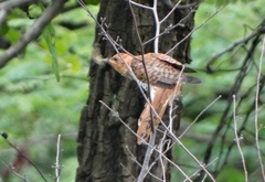 Cacomantis passerinus