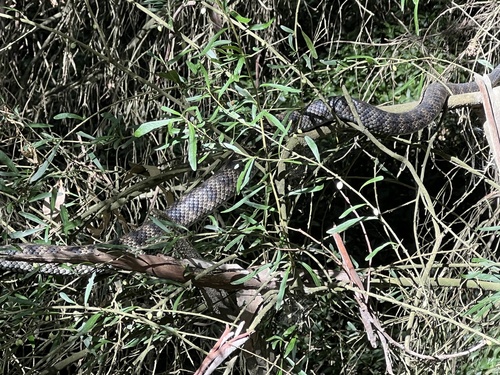 Tiger Snake sighting
