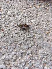Tabanus sudeticus