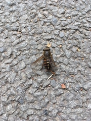 Tabanus sudeticus