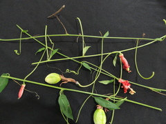 Passiflora cristalina