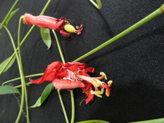 Passiflora cristalina