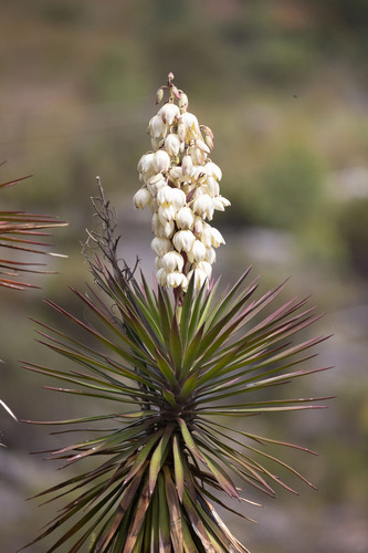 Foto de Yucca