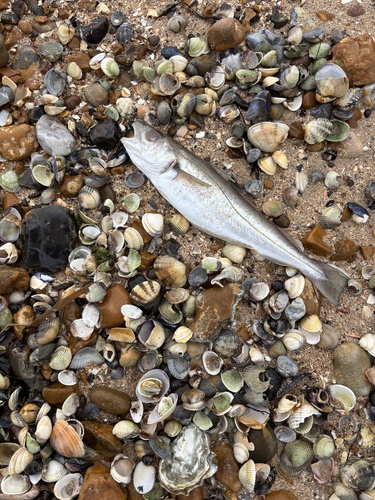 Foto de Merlan (Merlangius merlangus)