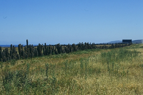 Leucostele skottsbergii, photograph 1