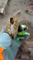 Kinosternon alamosae