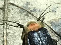 Photurinae