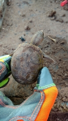 Kinosternon alamosae