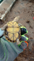 Kinosternon alamosae