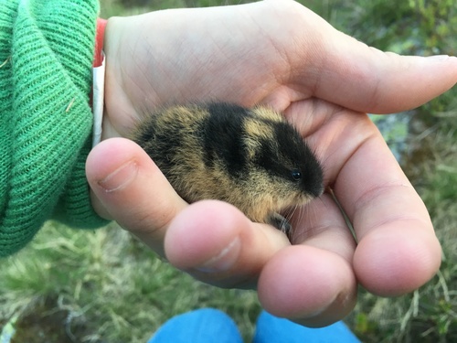 Norway Brown Lemming, Hemsedal, Viken, NO, photo 6 of 10