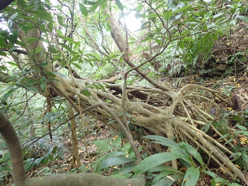 Foto de Gameleira-branca