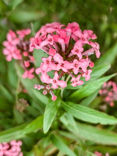 Panama rose (Arachnothryx leucophylla)