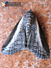 Lophoptera squammigera
