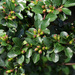 Cotoneaster divaricatus - Photo (c) Аимаина хикари, algunos derechos reservados (CC BY-SA)