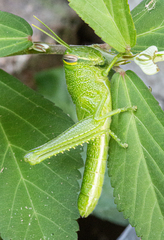 Cyrtacanthacridini