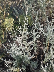 Artemisia fragrans