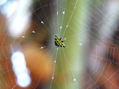 Gasteracantha panisicca