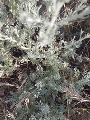 Artemisia fragrans