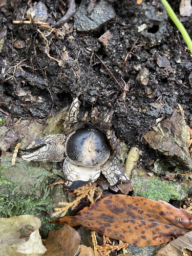 Astraeus hygrometricus