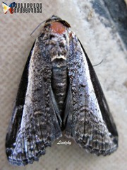 Lophoptera squammigera