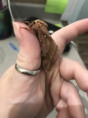 Sthenopis purpurascens