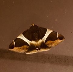 Poaphilini