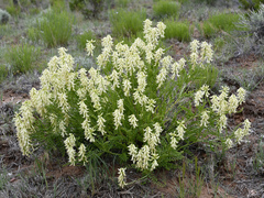 Astragalus praelongus