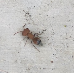 Myrmilloides grandiceps