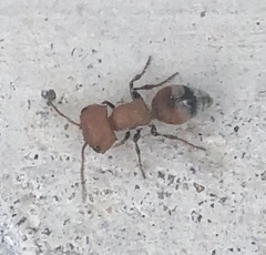 Myrmilloides grandiceps