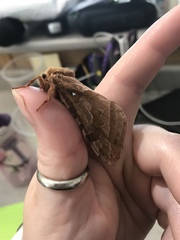 Sthenopis purpurascens