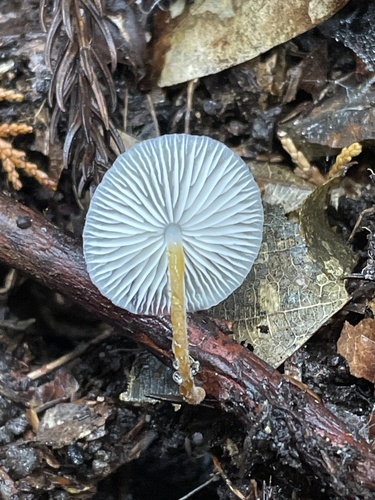 Strobilurus ohshimae