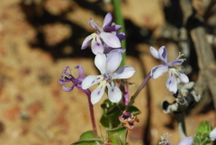 Lapeirousia pyramidalis pyramidalis