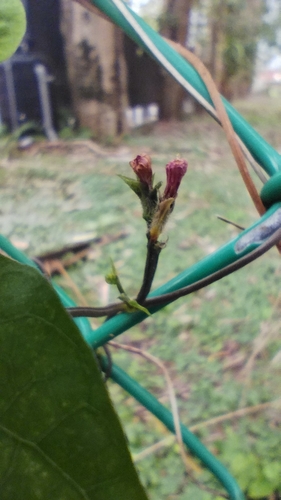 Foto de Fio-de-ovos
