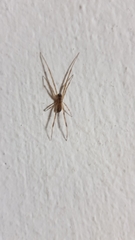 Episinus