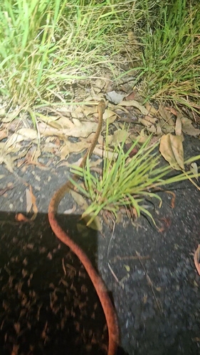 Brown Tree Snake sighting