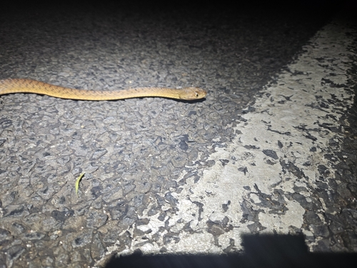 Brown Tree Snake sighting
