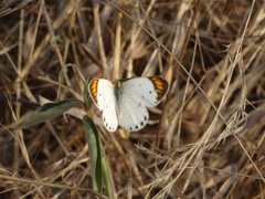 Colotis etrida