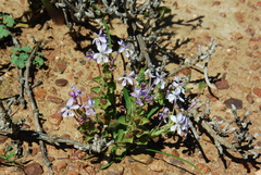 Lapeirousia pyramidalis pyramidalis