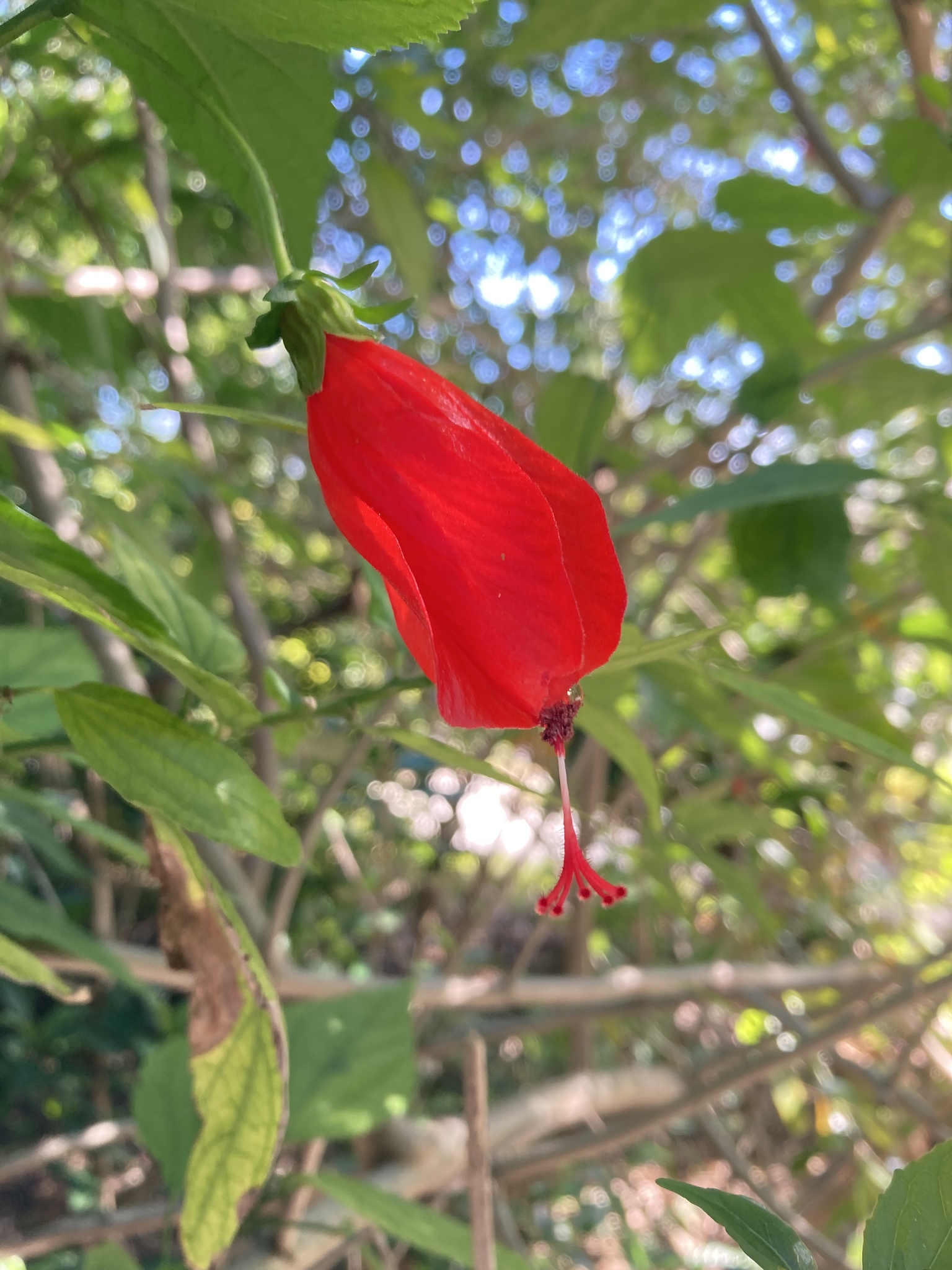 Imagem de Hibisco-colibri