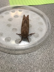 Sthenopis purpurascens