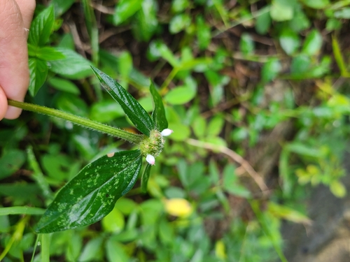 Foto de Poaia